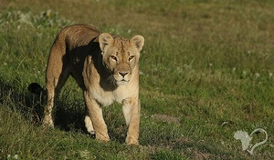 page_22_326_lionwalking.jpg