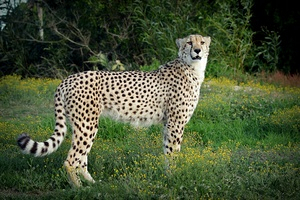 page_36_350_kraggakammagameparkcheetah-1.jpg