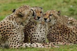 page_36_351_kraggakammagameparkcheetah-2.jpg